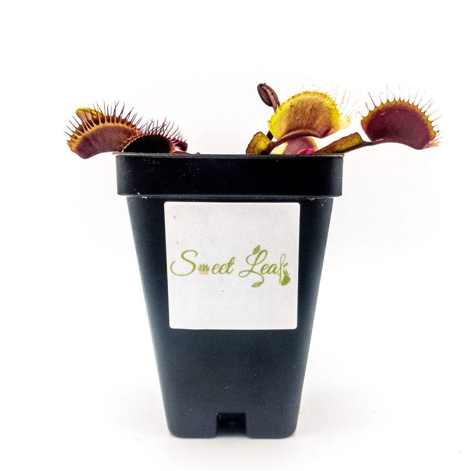 Akai Ryu (Red Dragon) Venus Fly Trap