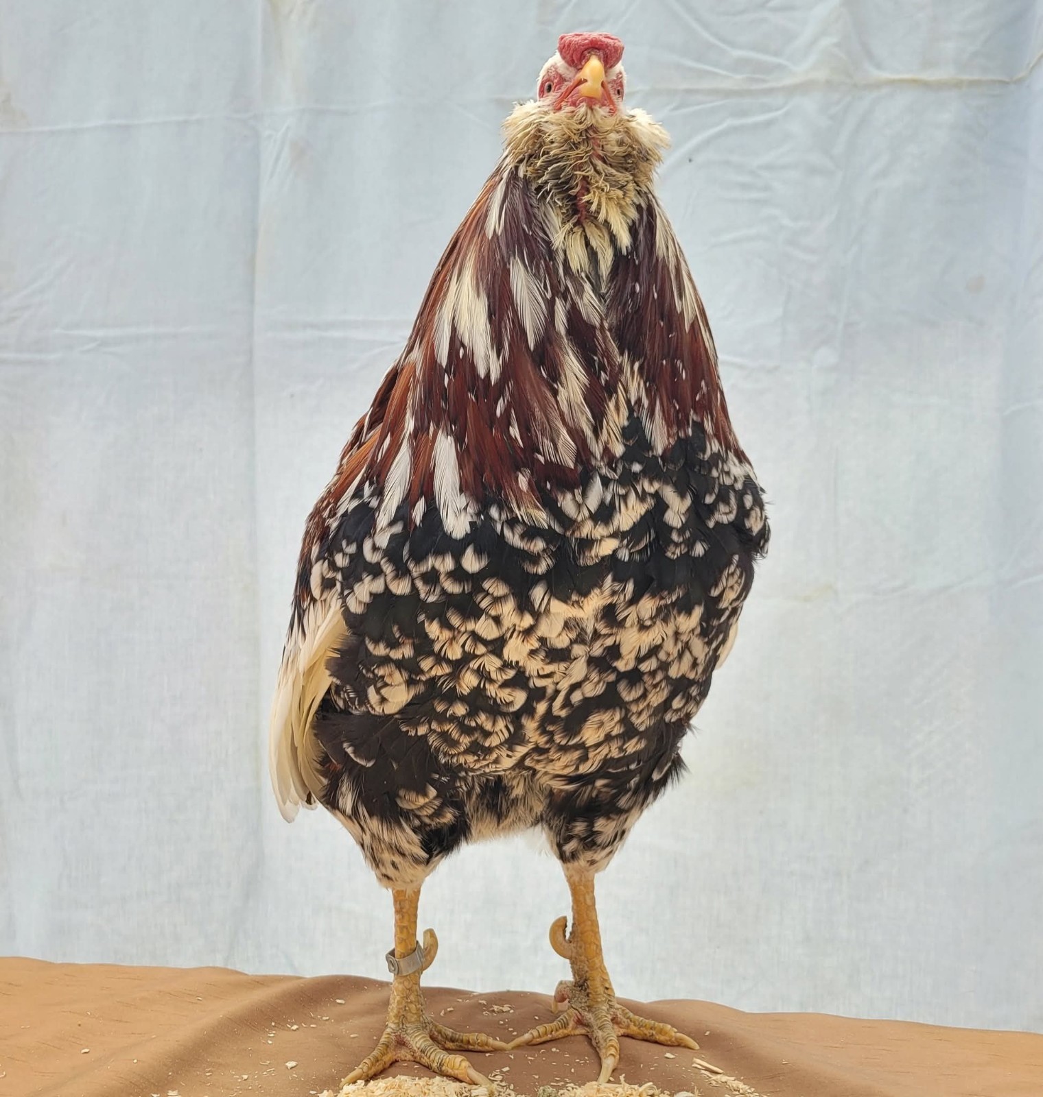 6 Russian Orloff Htching Eggs Npip
