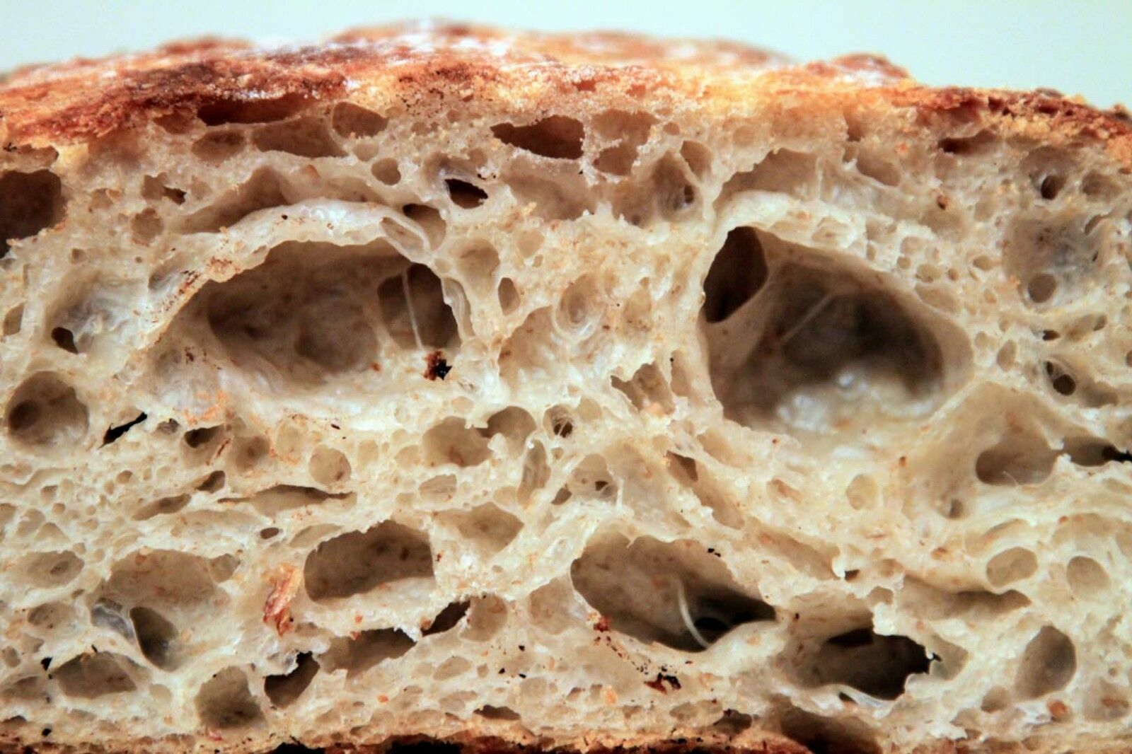 San Francisco live SOURDOUGH STARTER 145 yo family heirloom organic bonanza