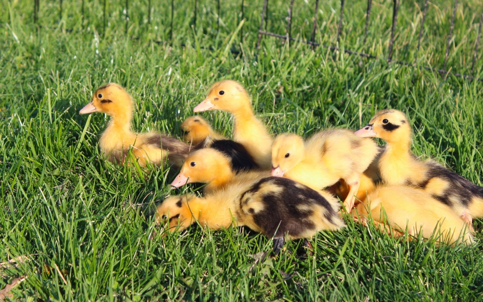 Half Dozen Ancona Duck Hatching Eggs-PA Shipping Only