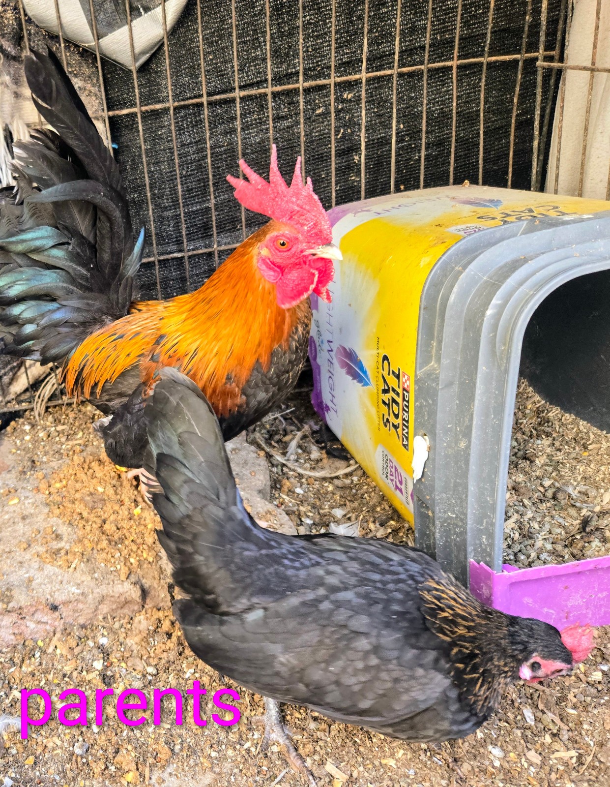 6+ Half Dozen Serama Chicken Hatching Eggs Mini Chicken