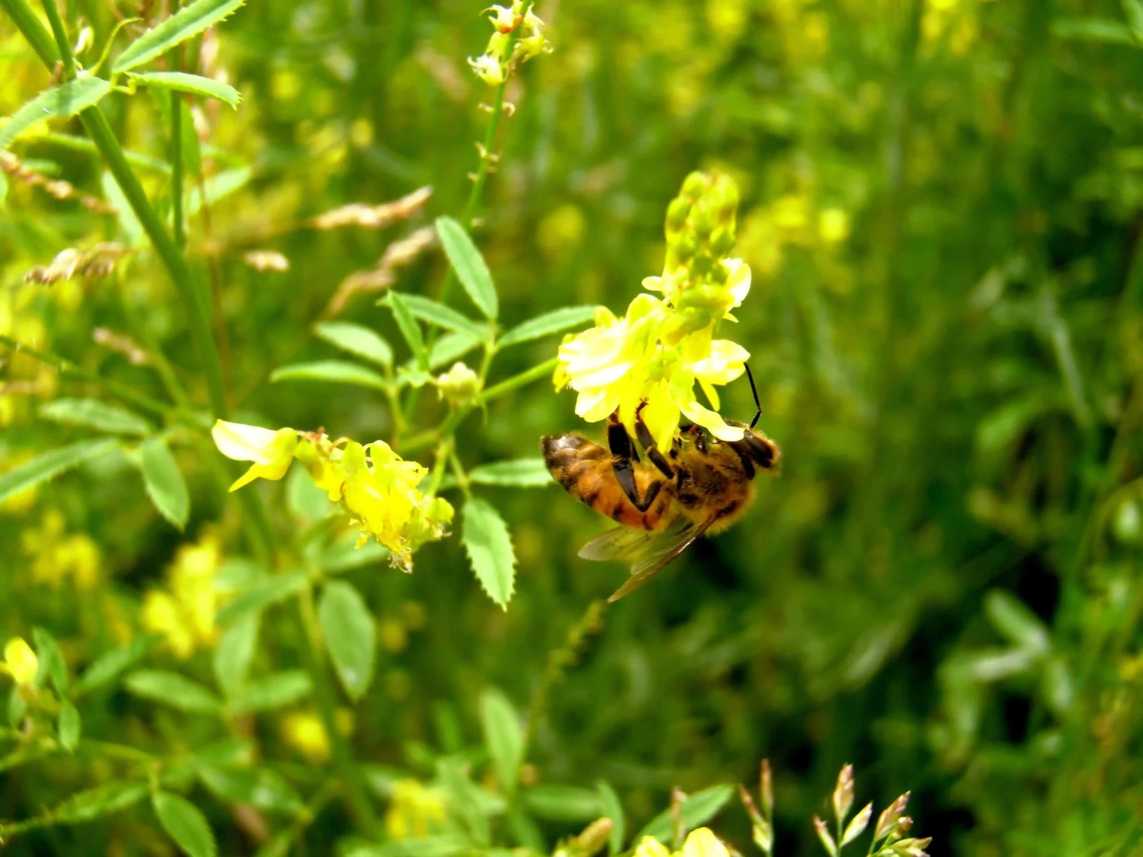 Yellow Blossom Sweet Clover Coated Seed – Biennial Cover Crop & Deer Plot 50 lb