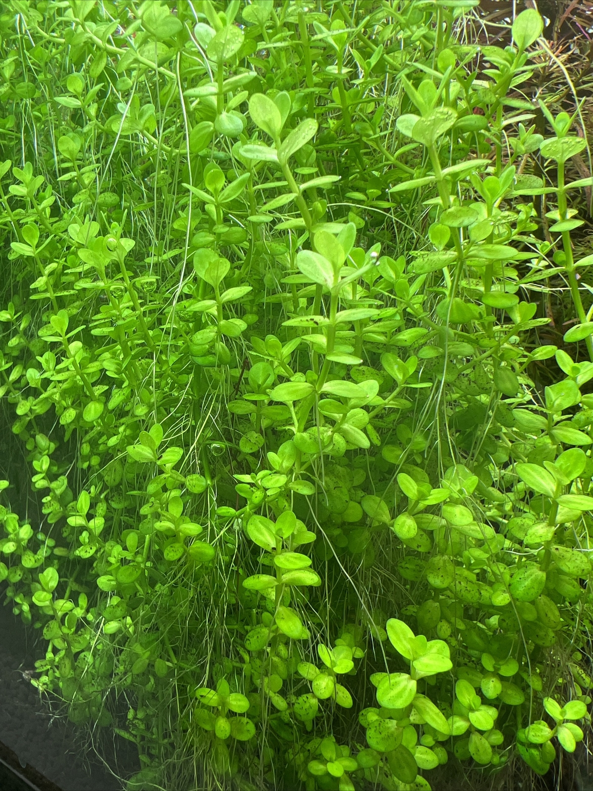 Water grass