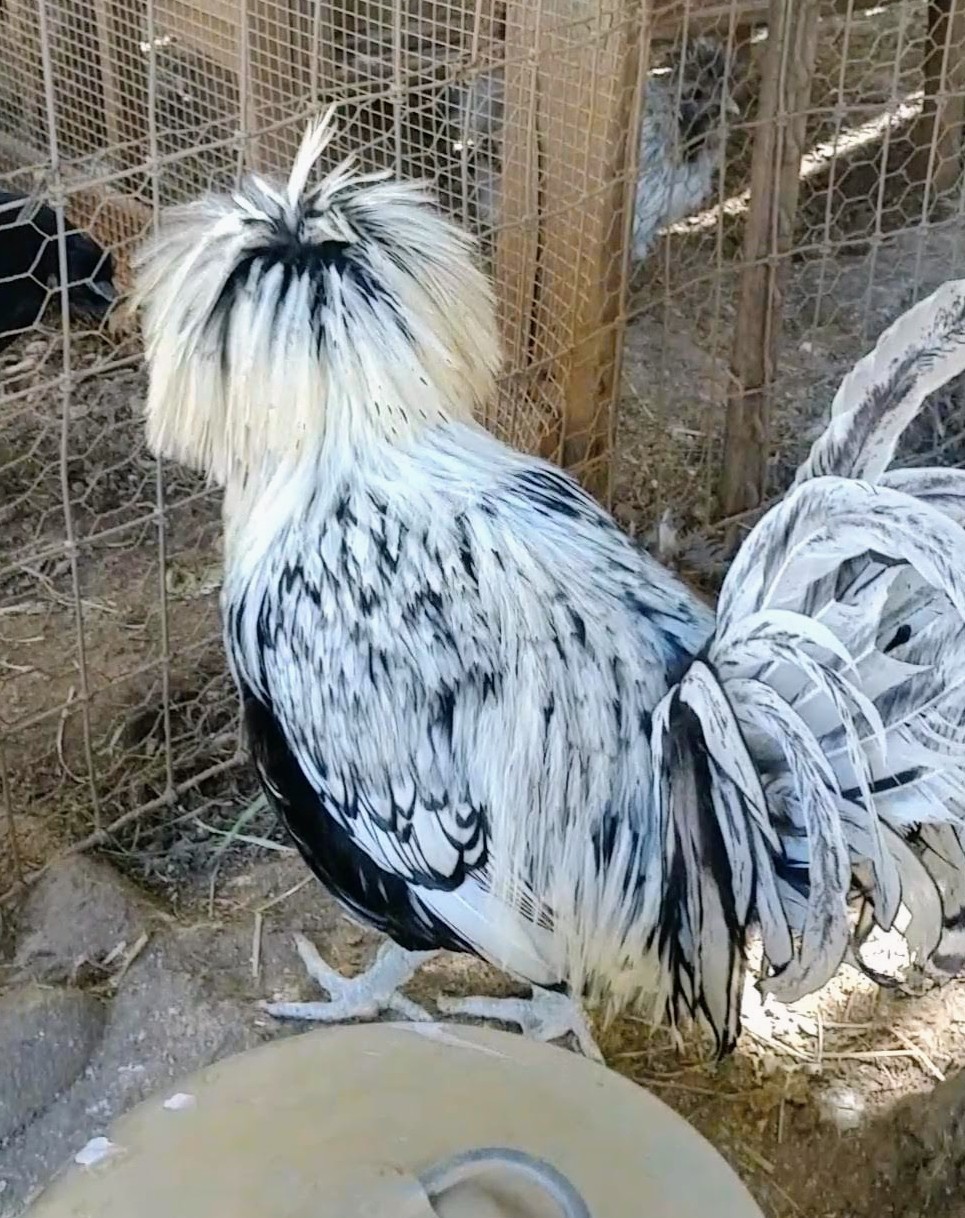 6 Fancy & Rare Breed Chicken Hatching Eggs