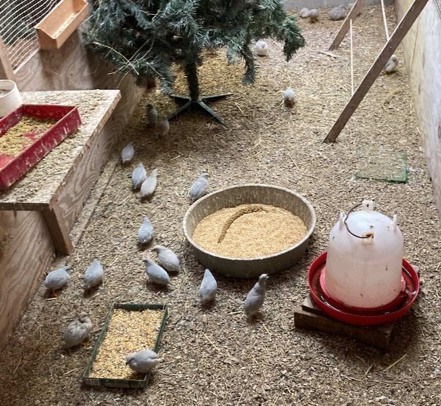 30 BUTTON QUAIL EGGS choose from 12+ colors ships USPS PRIORITY PLEASE READ ALL