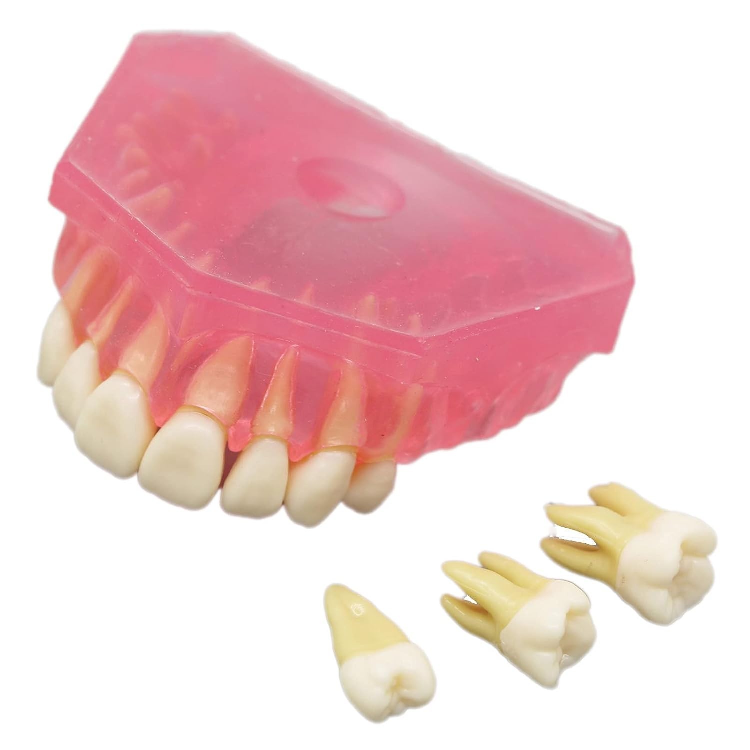 Silica Gel Dental Demonstration Model - Bendable Teeth