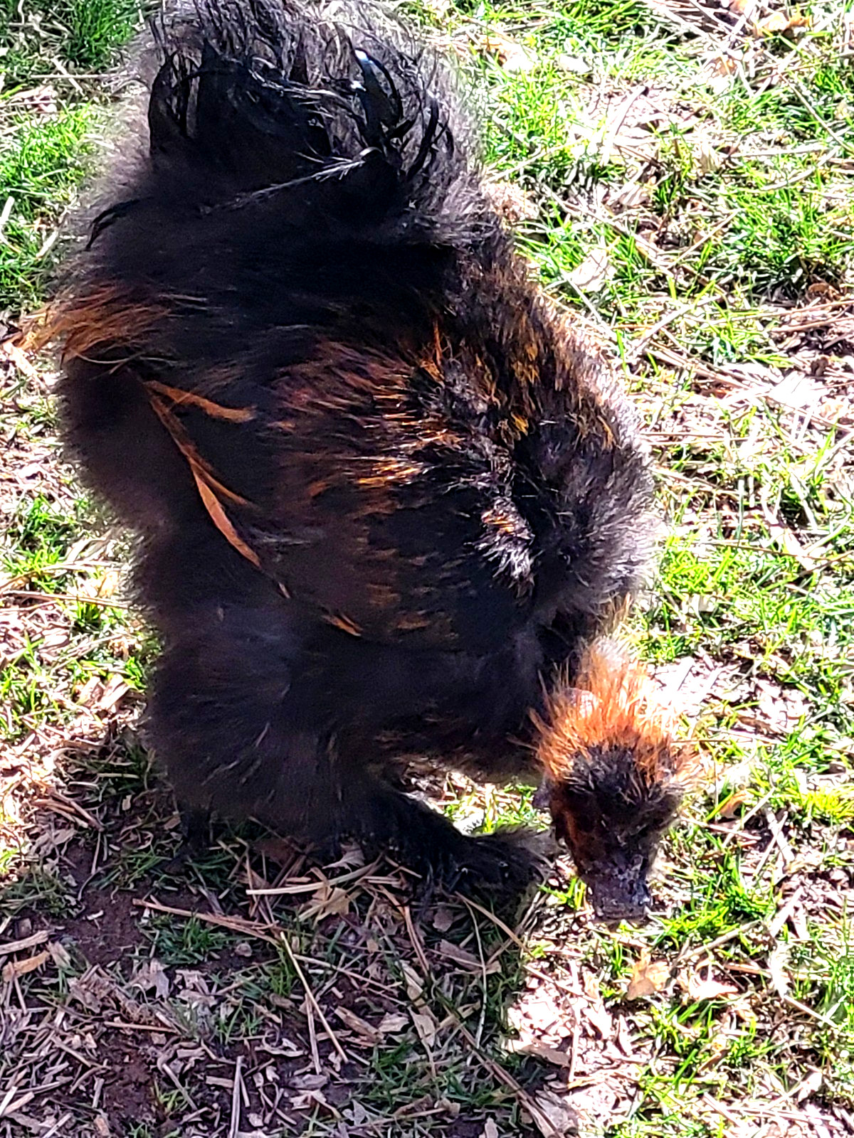 10+ BEAUTIFUL Silkie Hatching Eggs . Show Quality!