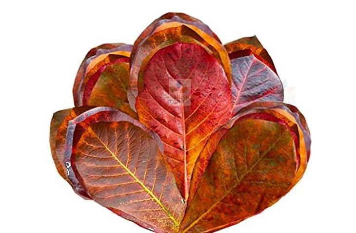 10 Indian Almond Catappa Ketapang Leaf Leaves Aquarium Betta Fish Shrimp,Dried