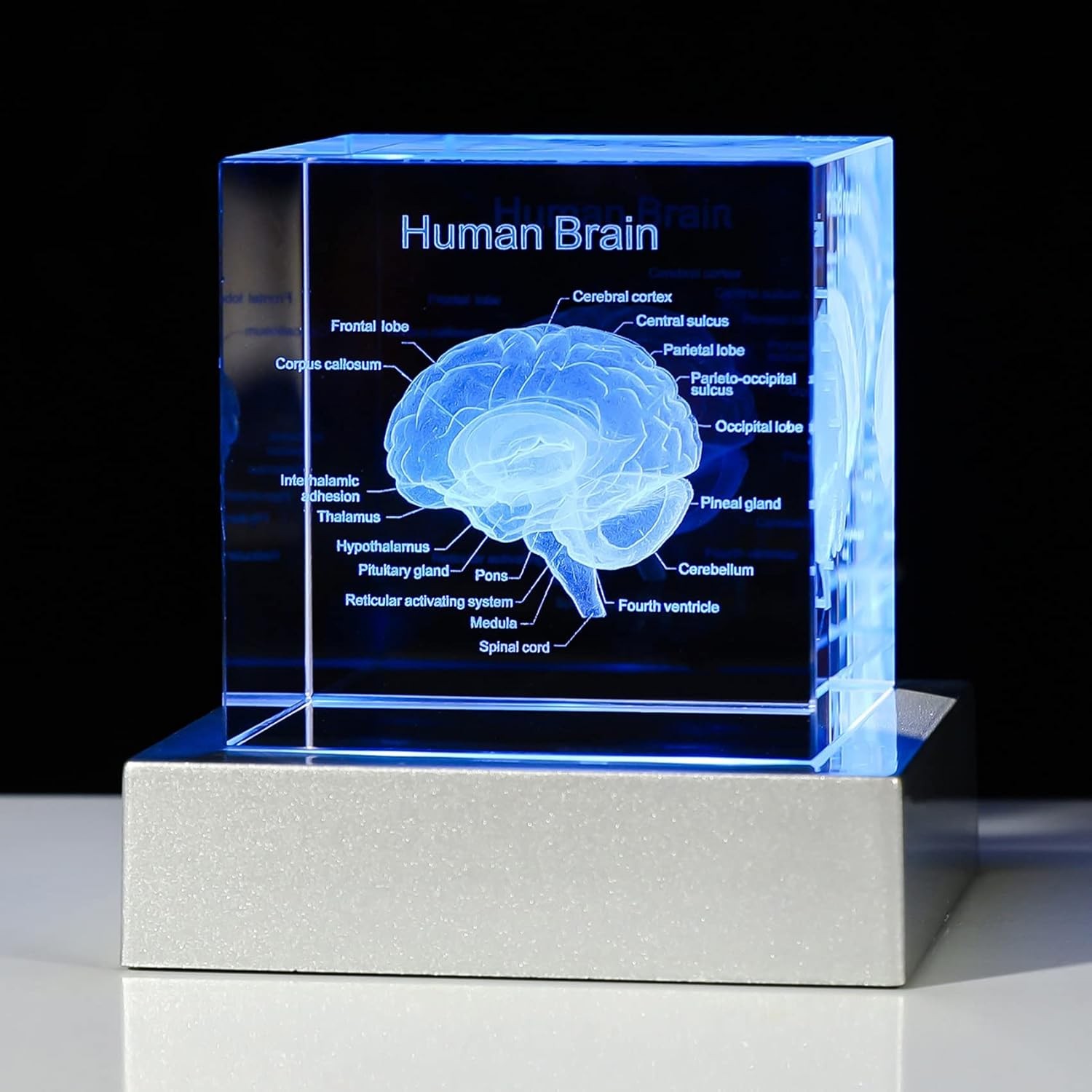 Movdyka 3D Human Brain Anatomy Model Doctor Psychology Graduation Gifts for Him