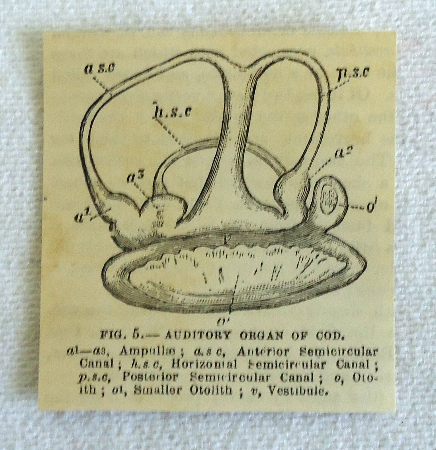 1882 small magazine engraving ~ AUDITORY ORGAN OF COD