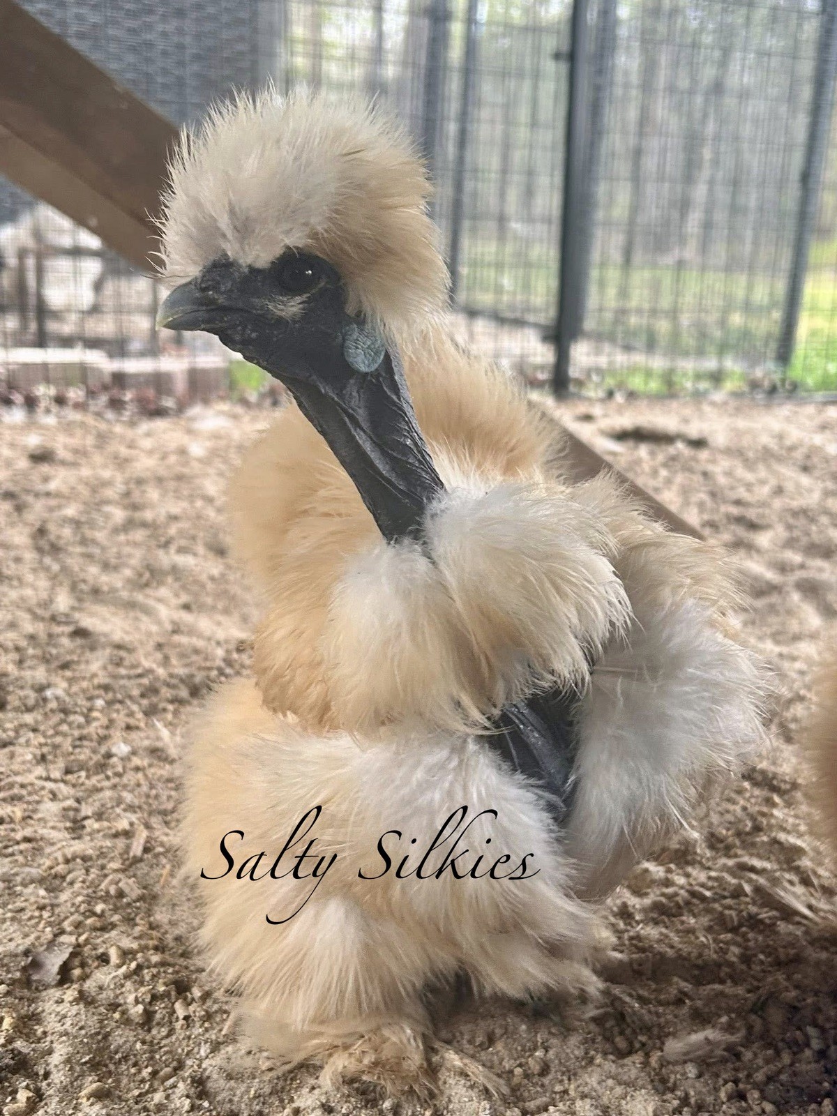 Silkie Hatching Eggs 10+