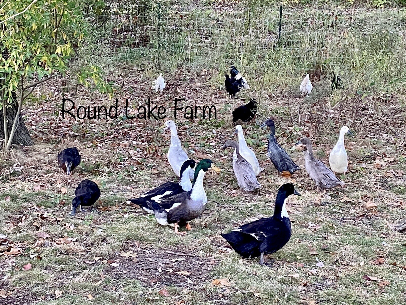3+ Fertile Duck Hatching Eggs Barnyard Mix