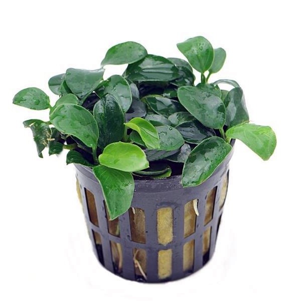 ANUBIAS NANA BONSAI 1 POT- Aquatic Live Plants SUPER PRICE!!