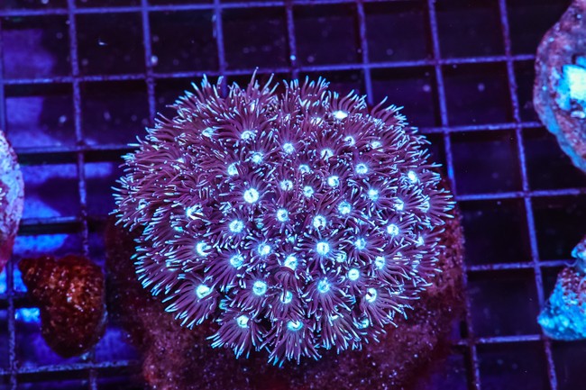 Frosted Lavender Goniopora Colony WYSIWYG - SAQ Coral Farm