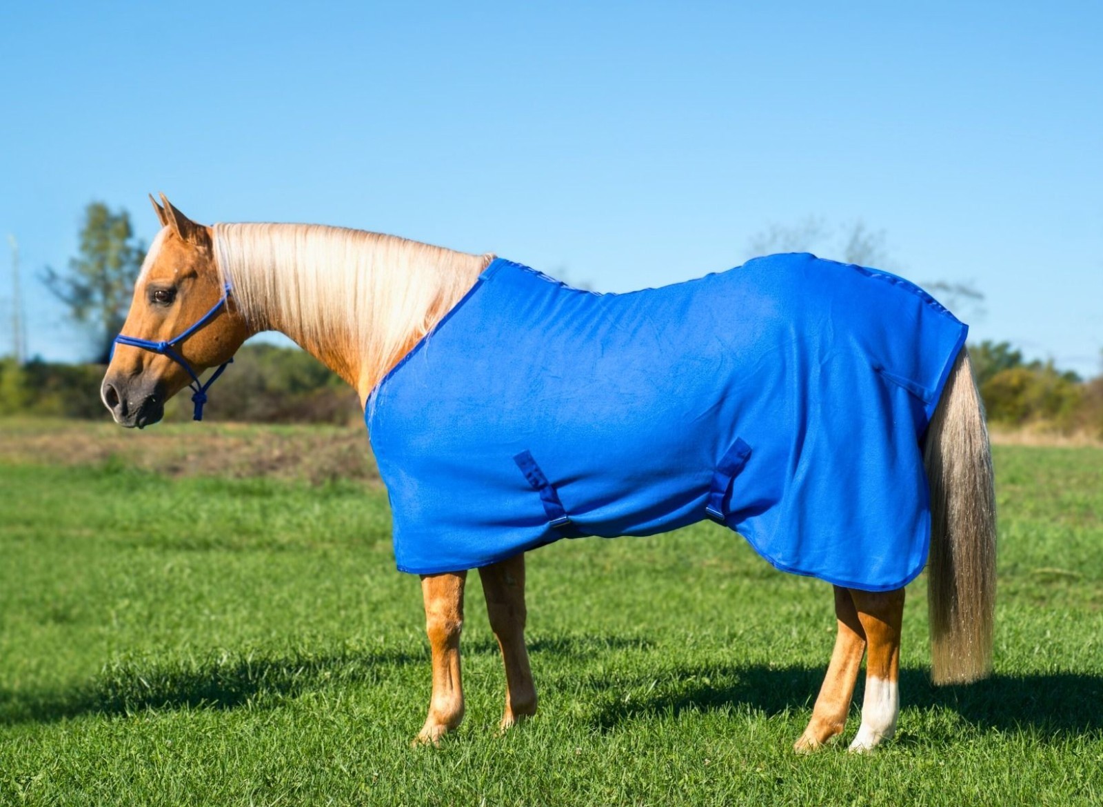 Horse Fleece Dress Sheet Horse Show Sheet Stable Color Choices Fleece Cooler