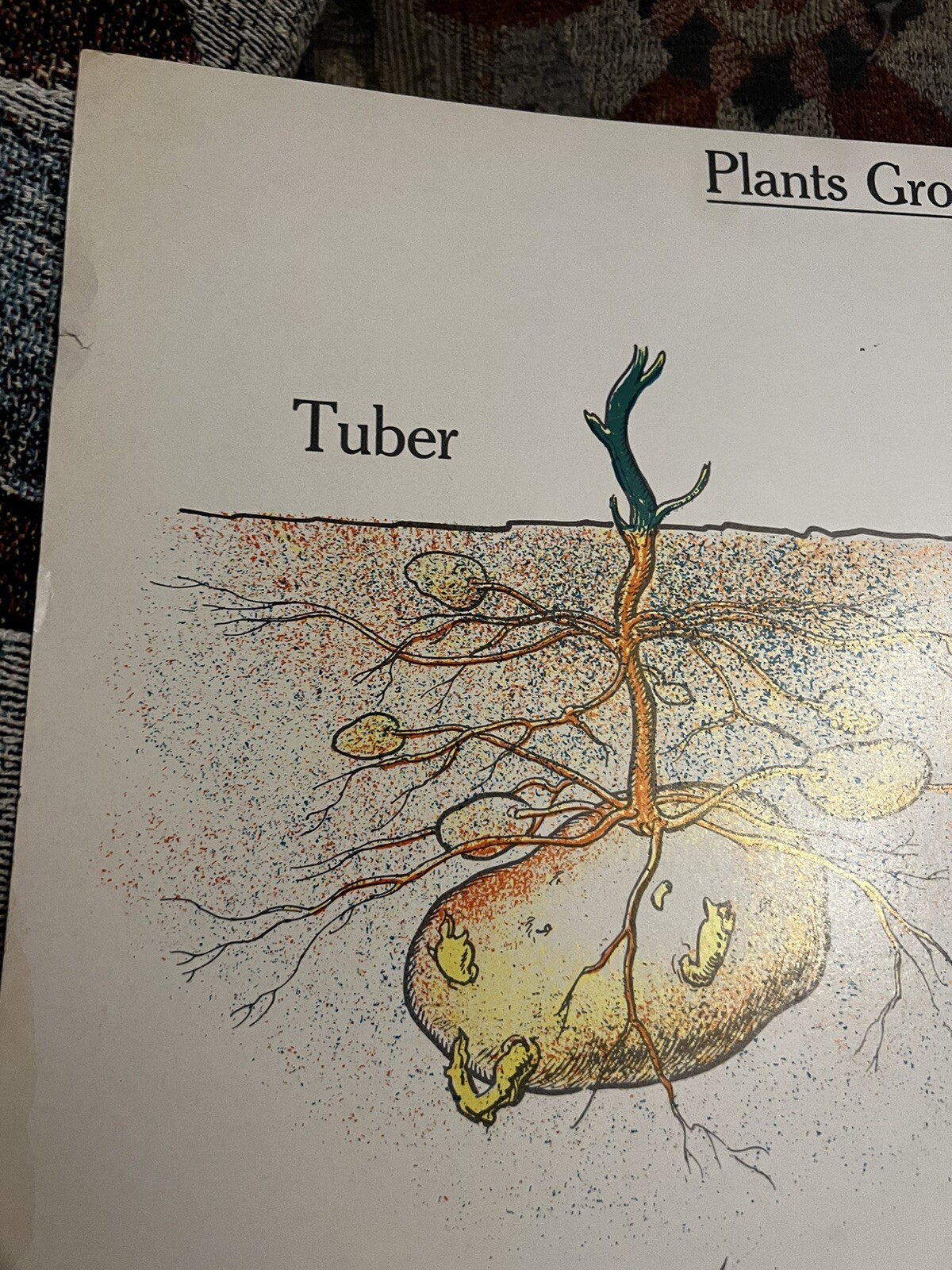 VINTAGE A.J. Nystrom Elementary science chart Plant growth chart 24 x18.5
