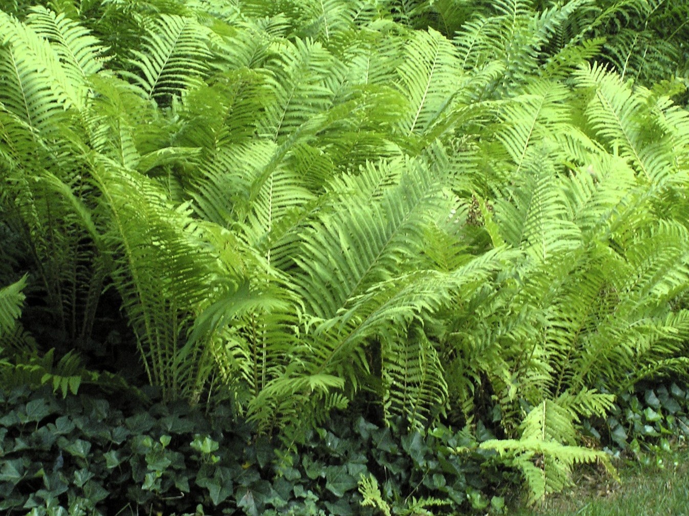 Live OSTRICH FERN Plant + Matteuccia Struthiopteris - [Pint Pot] - Perennial