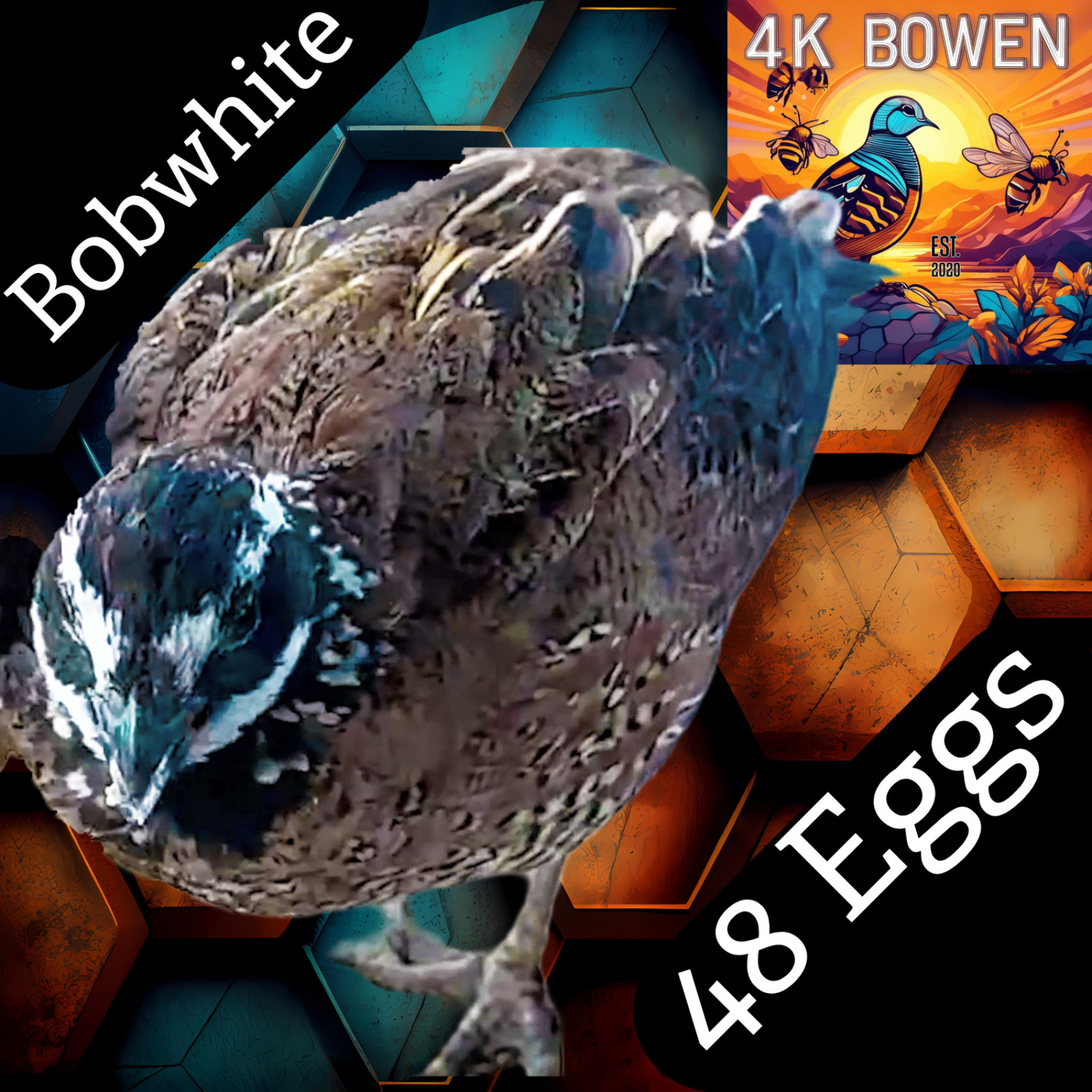 48 Northern Bobwhite Quail Fertile Hatching Eggs, NPIP Certified Game Farm