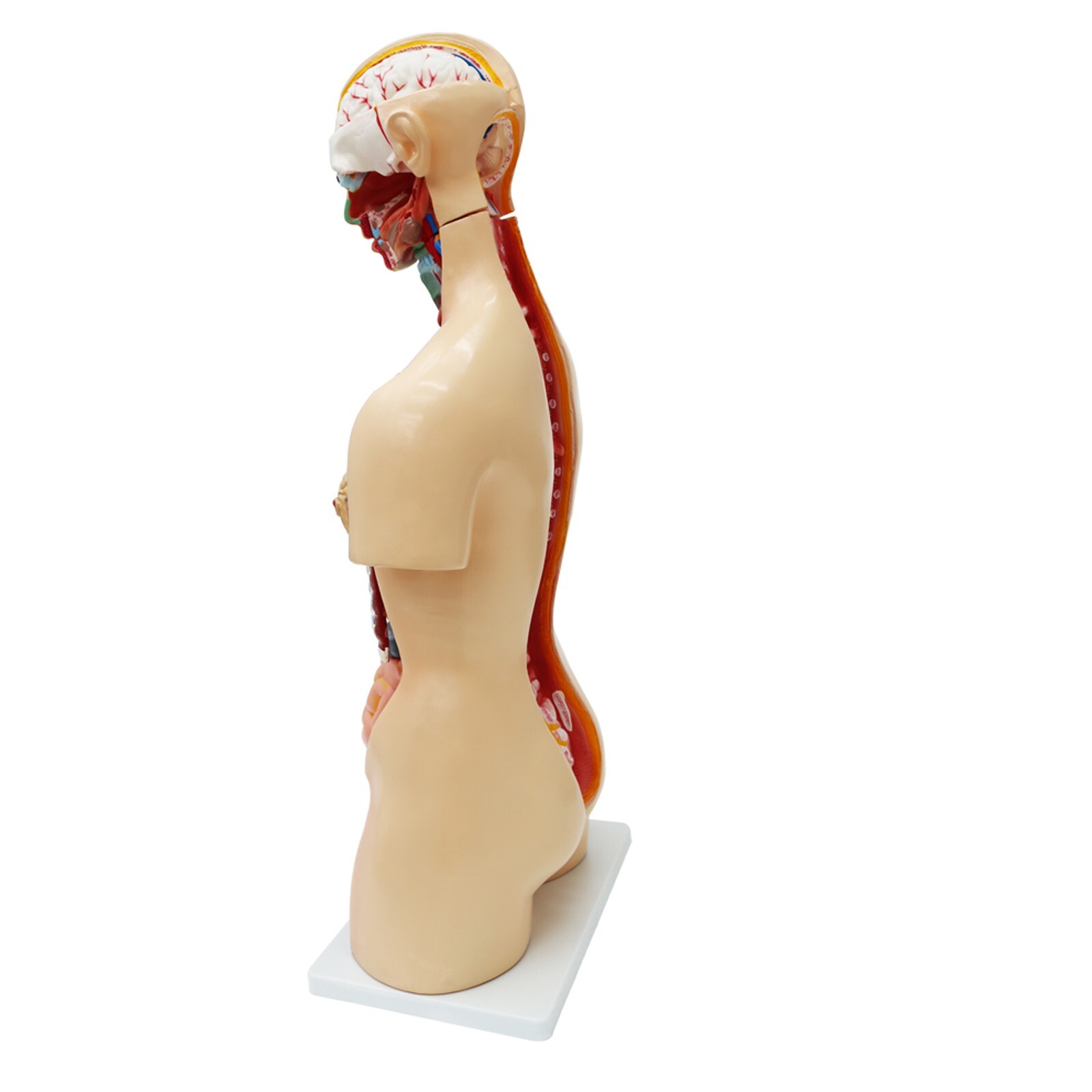 Human Torso Model Replaceable Detachable Female/Male Medical Teaching Model