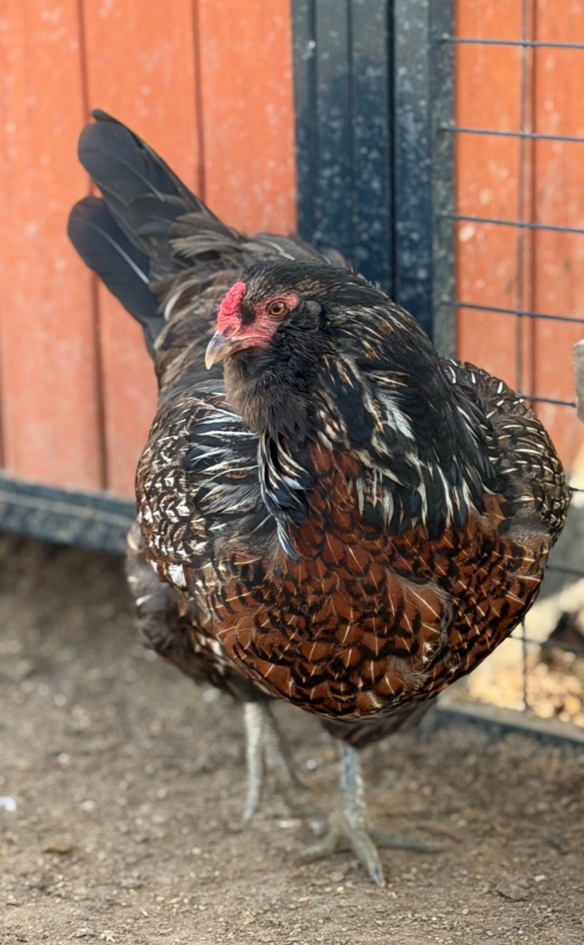 12 (+2 Extra) Easter - Olive Egger RAINBOW Chicken Hatching Eggs Mix Speckled