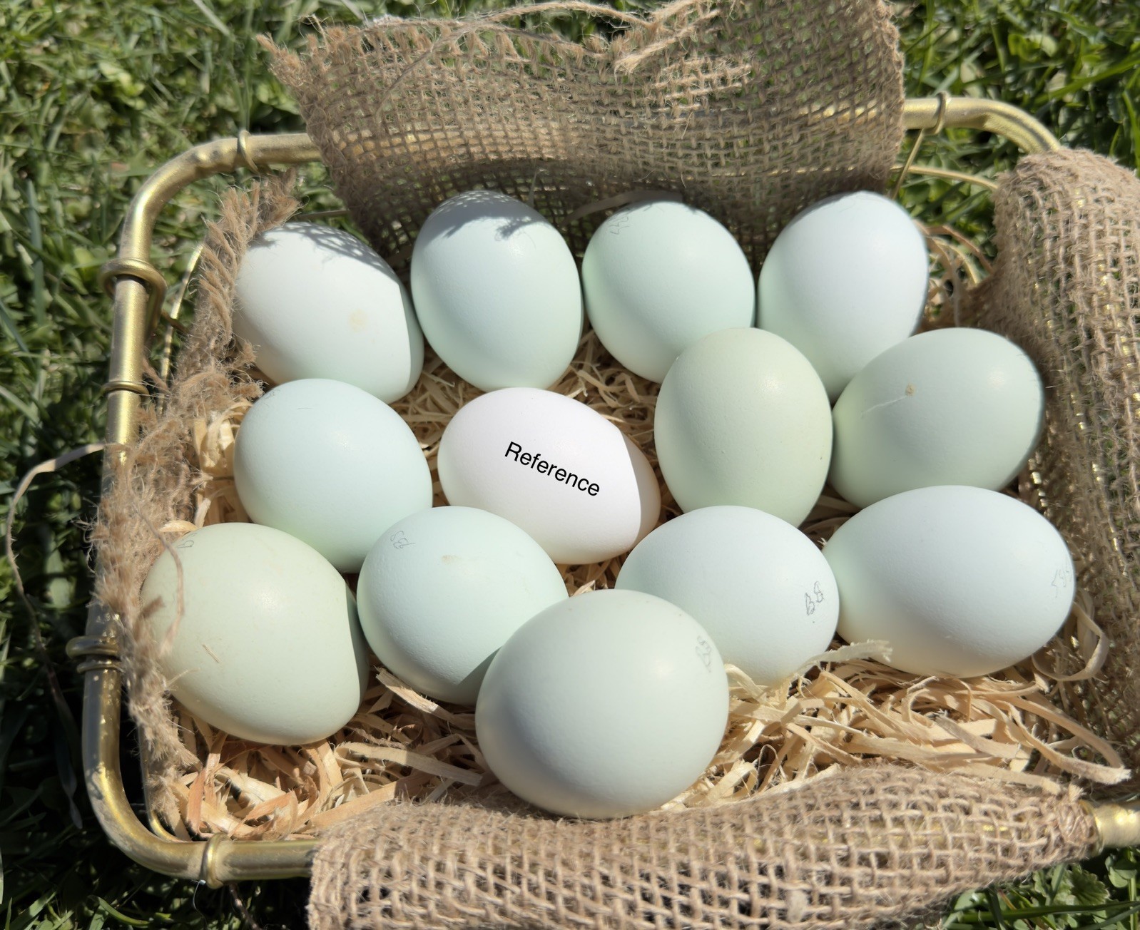 10++ NPIP Blue/Black/Splash Ameraucana Hatching Eggs - Read Description