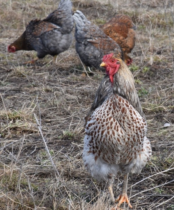 10 Fertile Blue-laced Red Wyandotte eggs