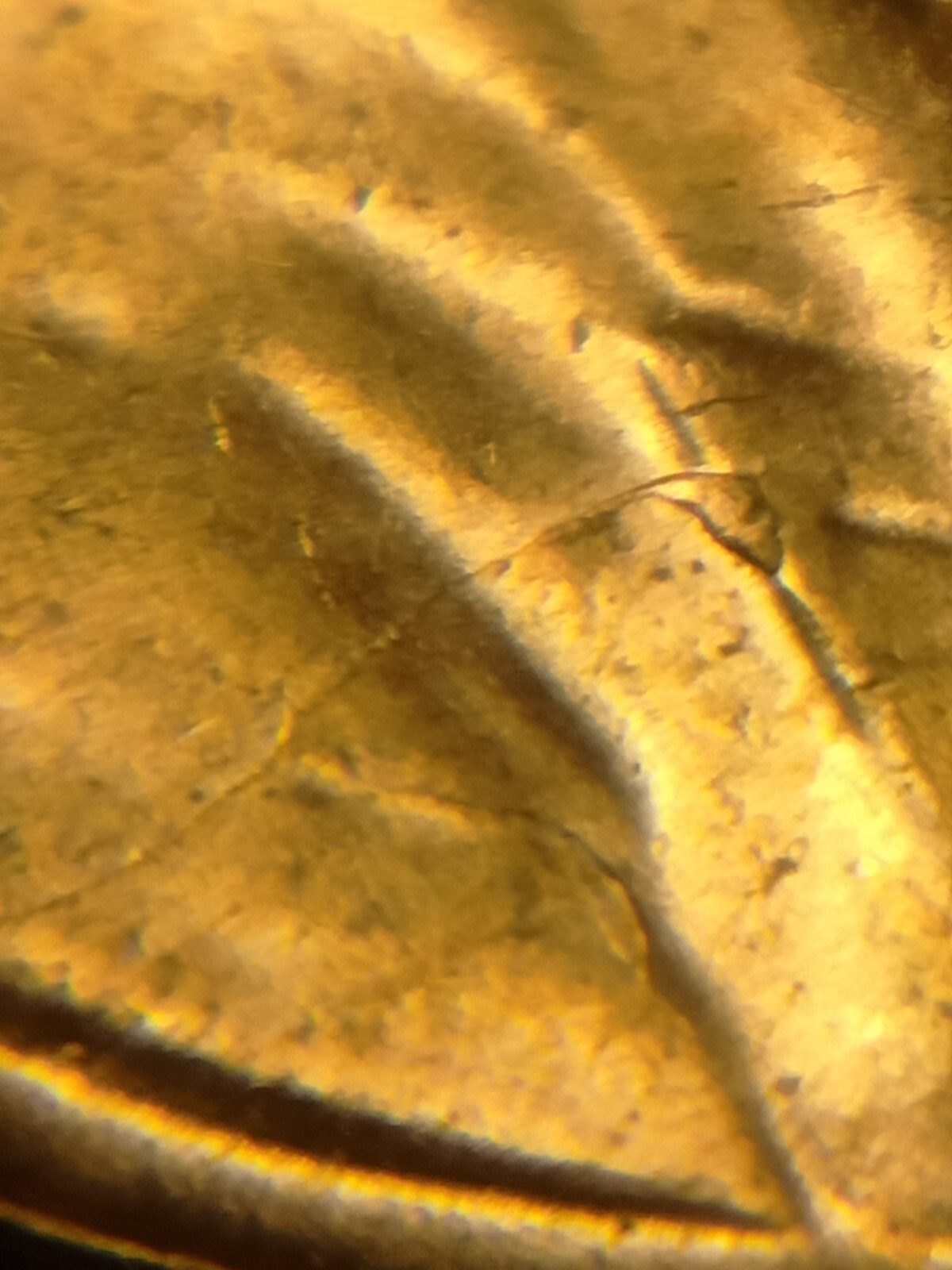 1956 P Lincoln Wheat Cent Retained Die Breaks Die Breaks
