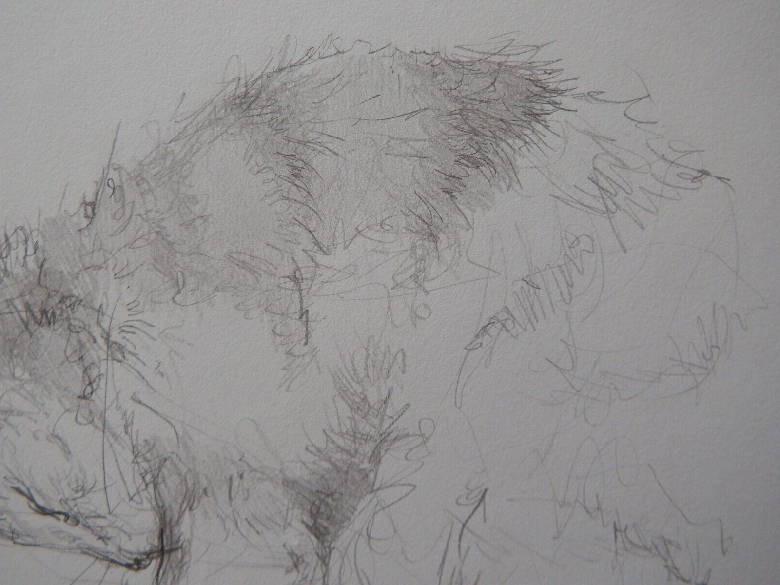 Pencil drawing cat curled sleeping