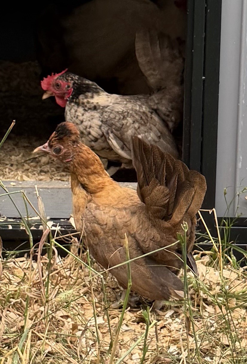 6 Kikiriki Hatching Eggs 🐣 Tiny Chickens From Puerto Rico