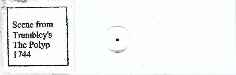 Scene from Trembley's The Polyp 1744 Microphotograph Microscope Slide