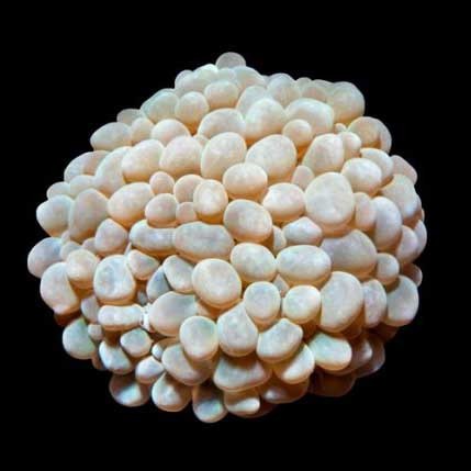 Aquacultured Pearl Bubble Coral (Physogyra sp) - ORA