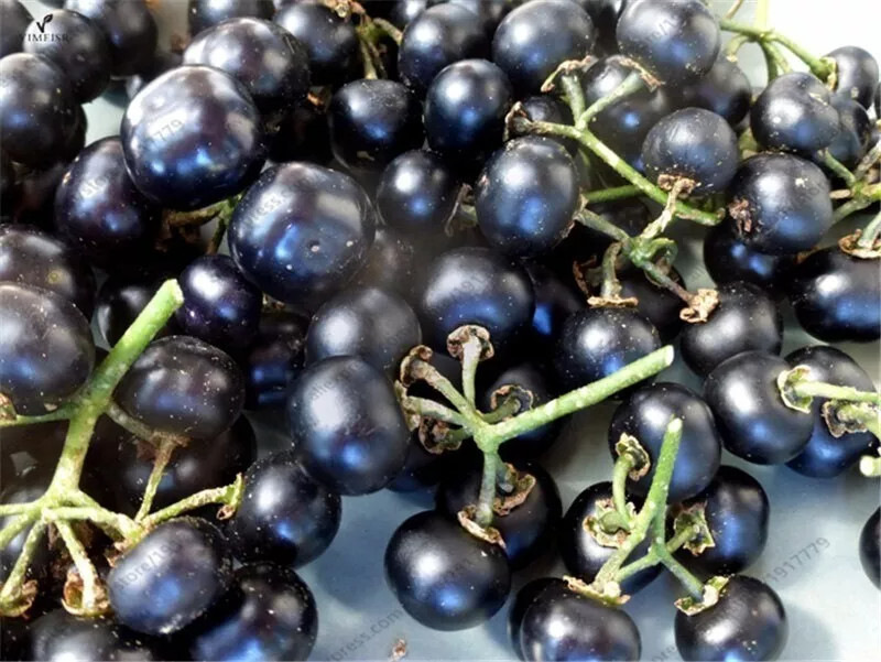 Black Goji Berry {Lycium ruthenicum}10+ SEEDS USA POST
