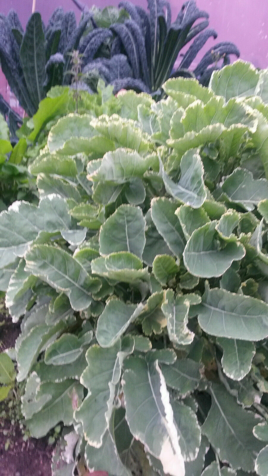 Complete Set of Organically Grown Rare Heritage Perennial Kales!