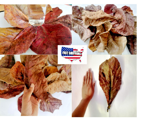 Dried Ceylon Catappa Almond Ketapang Leaves 50 Shrimp Discus Betta Fish Aquarium