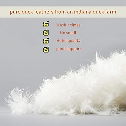 Down Feather Throw Pillow Inserts 20x20 Set of 2 20 x 20" 2 Count（Pack of 1）