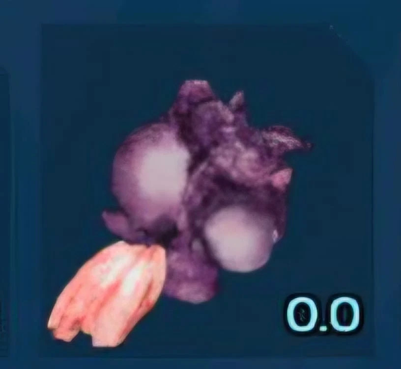🔥ARK Survival Ascended OFFICIAL PVE - PLANT SPECIES R SEEDS