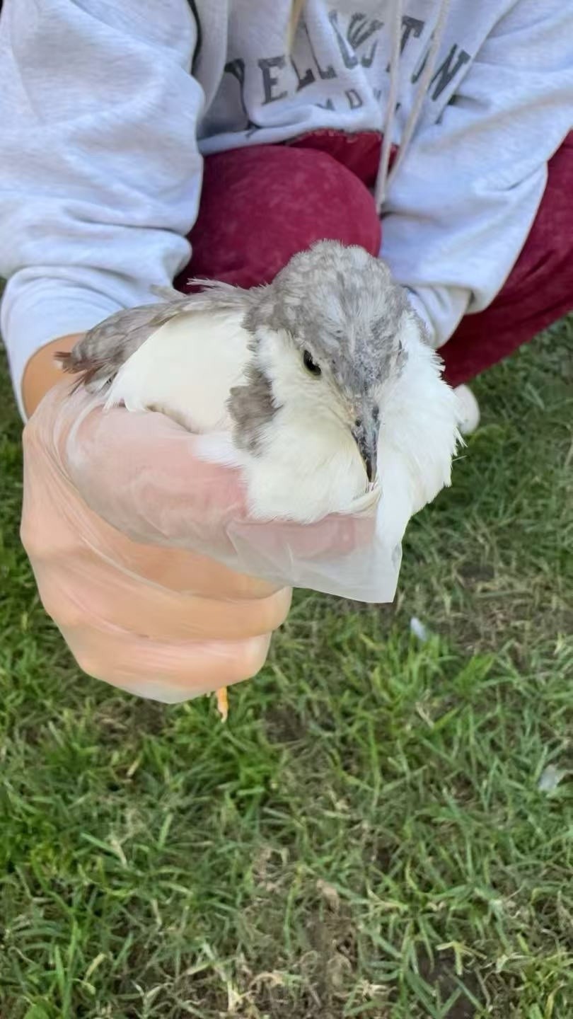12 Button Quail Hatching Eggs Rare Exotic Colors, Chinese Painted