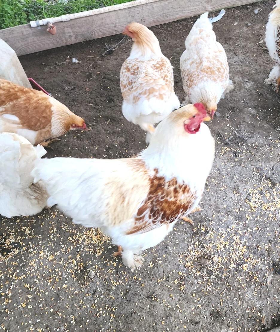 8+ Beautiful Buff Laced Brahma Hatching Eggs