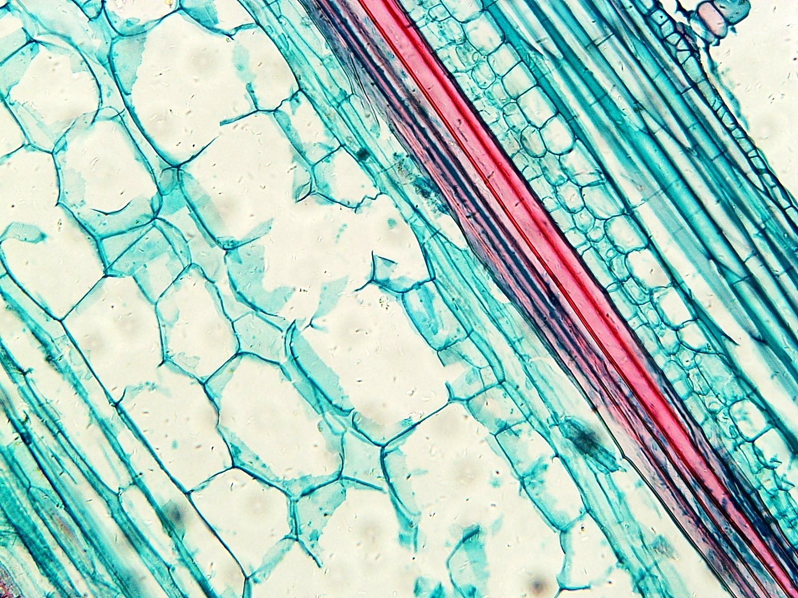 Histological Microscope Slide Preparations (100) - Zoological and Botanical
