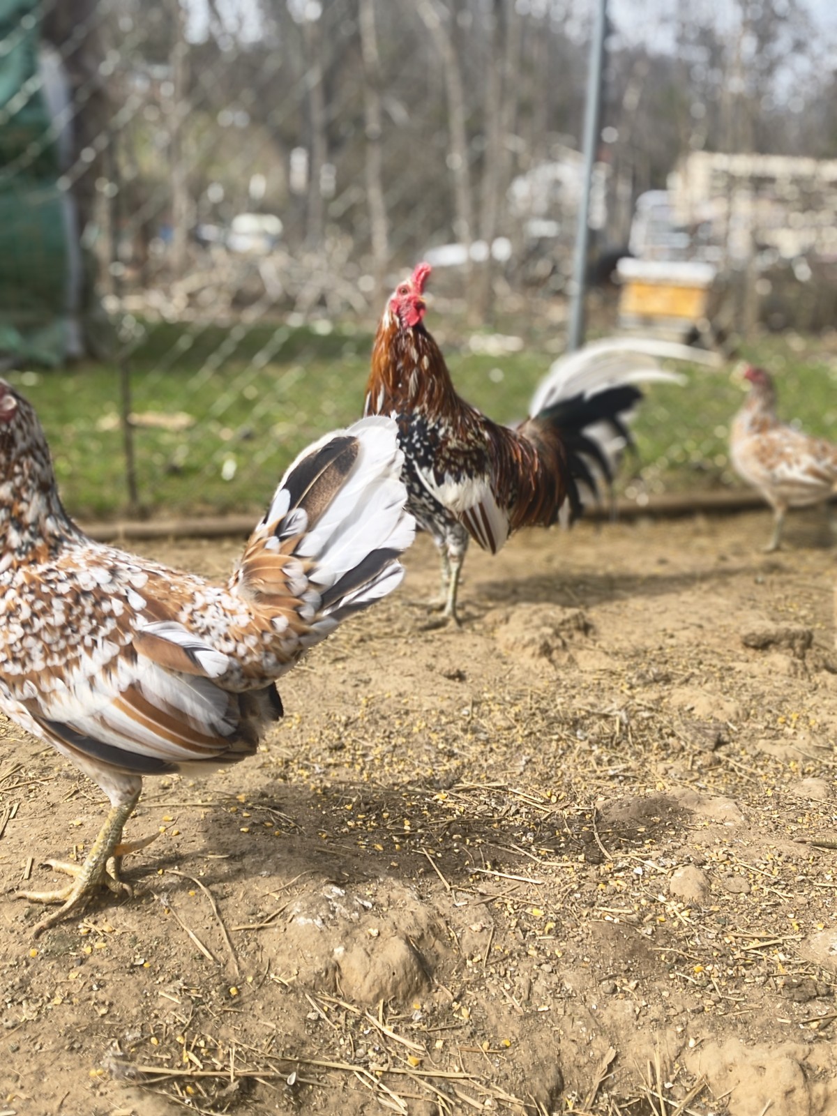 18 Spangled Pure Hatching Eggs