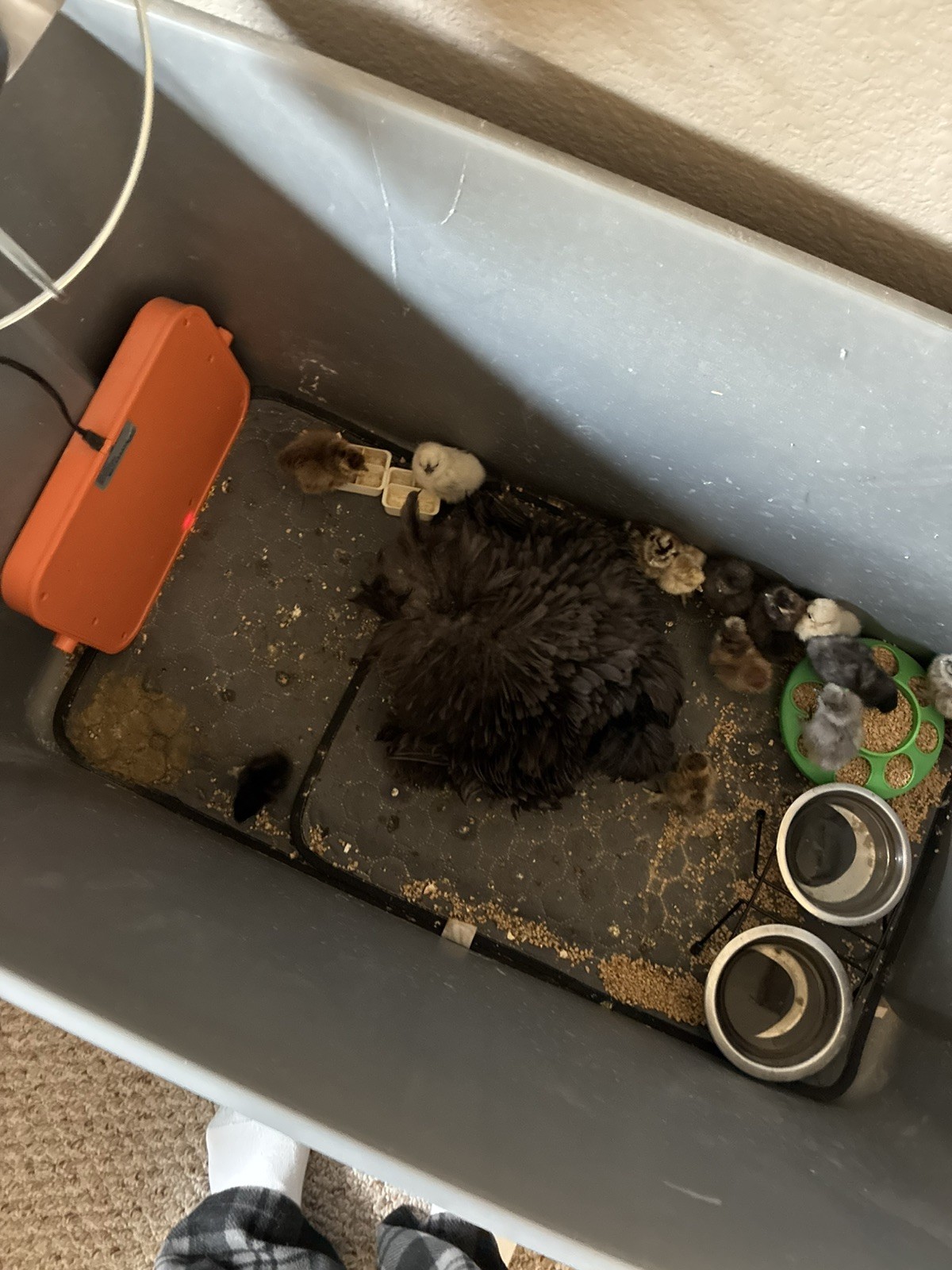 3 Silkie, Satin, Frizzle Hatching Eggs