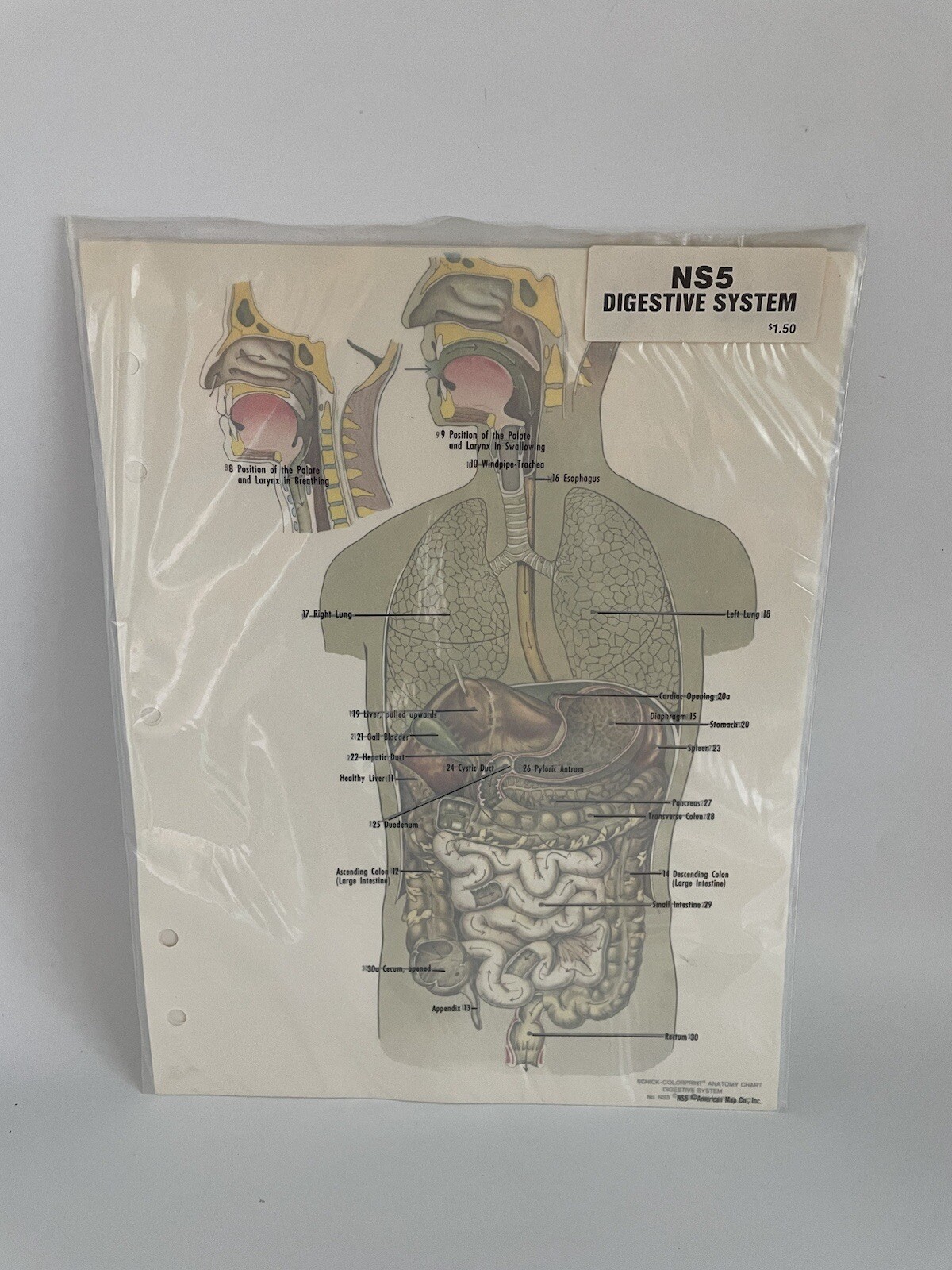 Vtg. Medical Anatomical Chart Digestive System w/Overlay Notebook Poster 11x8.5"