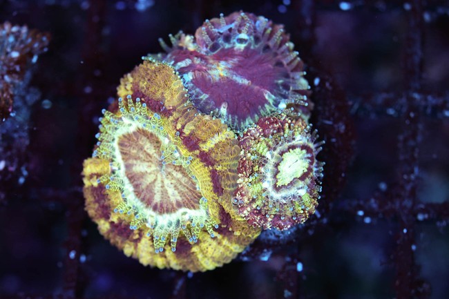 Asian Acan Frag WYSIWYG - SAQ Coral Farm