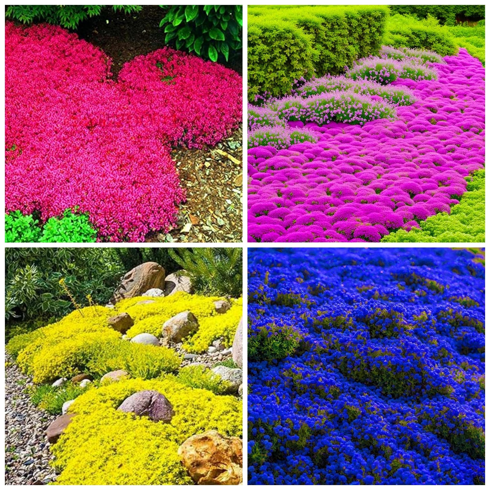 6000+ Mixed Creeping Thyme Seeds for Planting - Heirloom