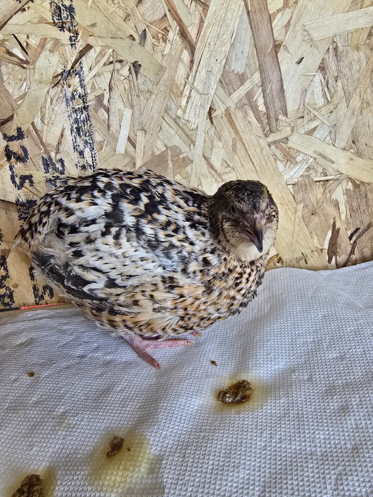 Variety Coturnix Quail Hatching Eggs