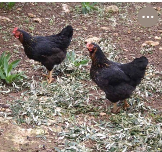 10 ++Fertile Hatching Eggs Black Sex-link Barred Plymouth Rock/New Hampshire Red