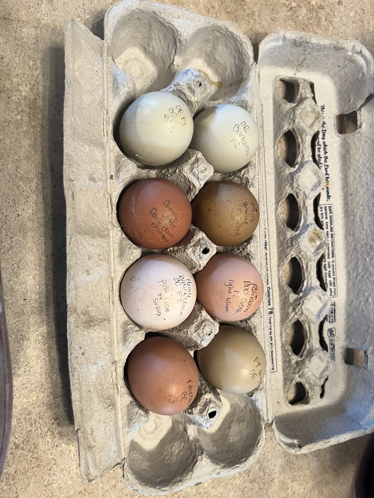 Hatching Eggs RAINBOW LAYERS / OLIVE EGGERS 10+2 NPIP Pure Breeds possible Dozen