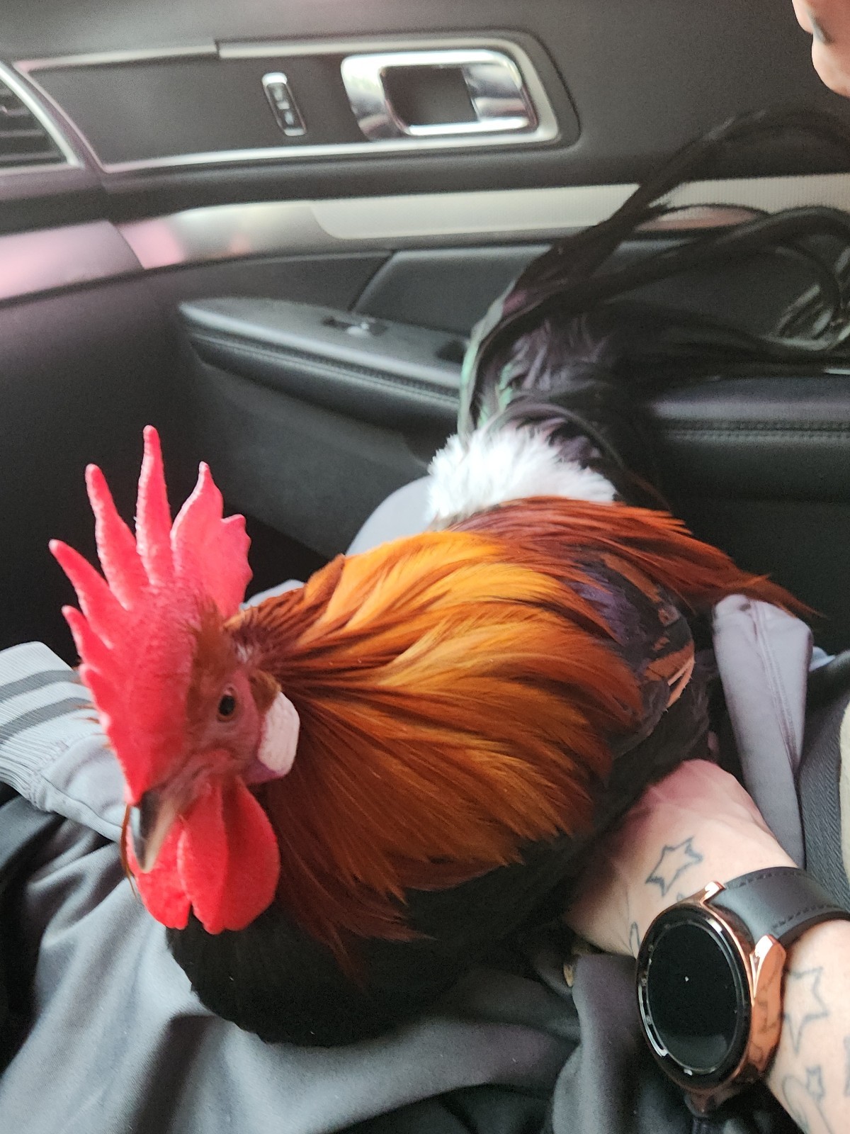 Black Brested Red Phoenix Hatching Eggs From Exibitiob Lines NPIP AI Clean 6+