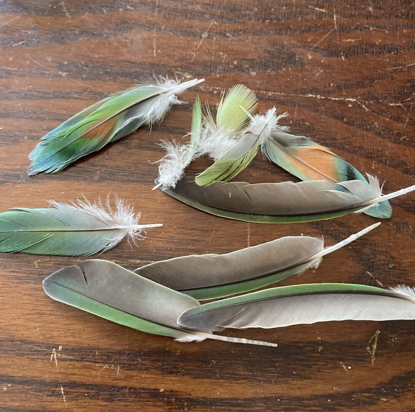Small Parrot Feathers from Colourful Naturally Moulting Bird, DIY Craft Supplies