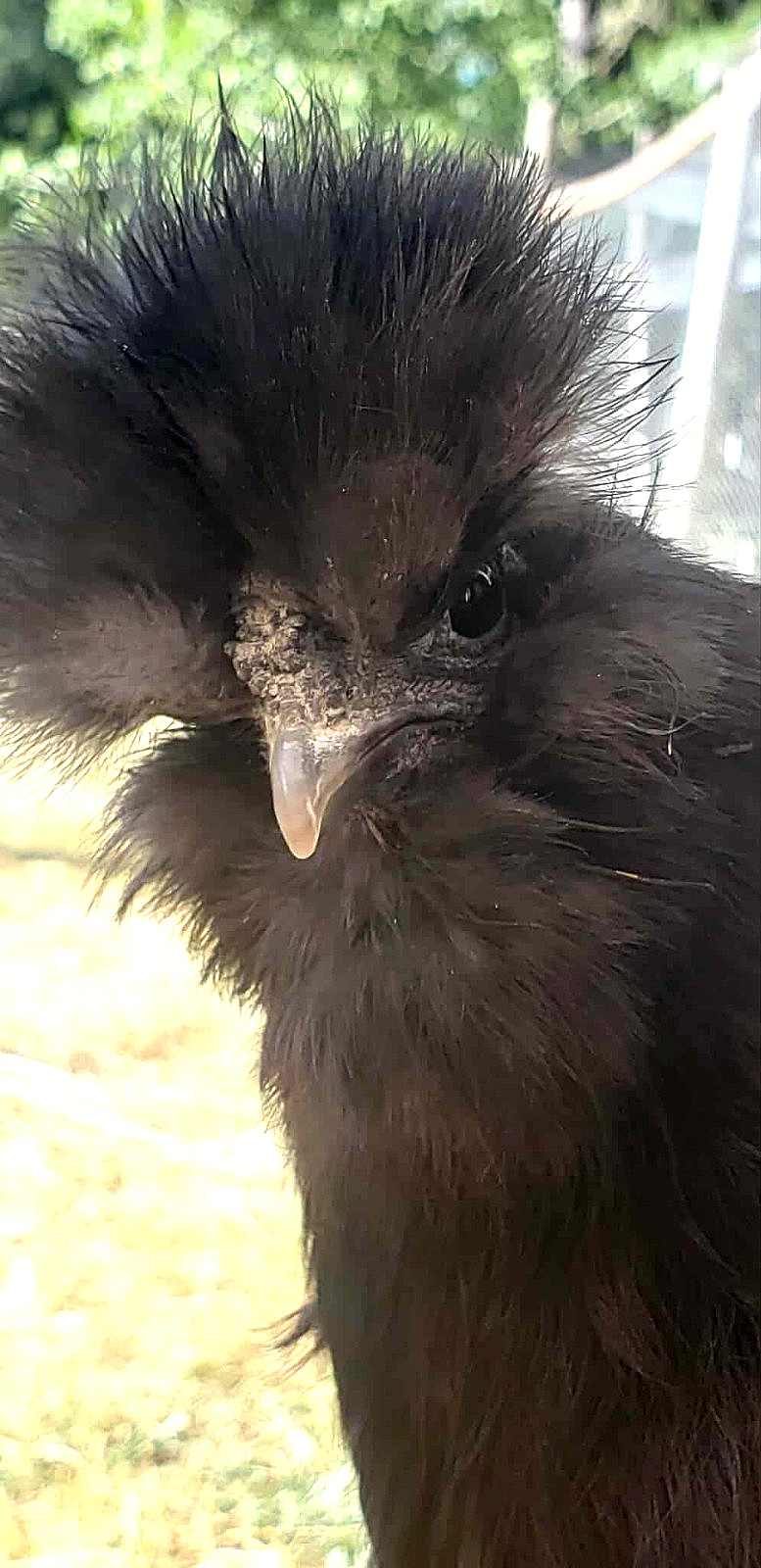 10+ BEAUTIFUL Silkie Hatching Eggs . Show Quality!